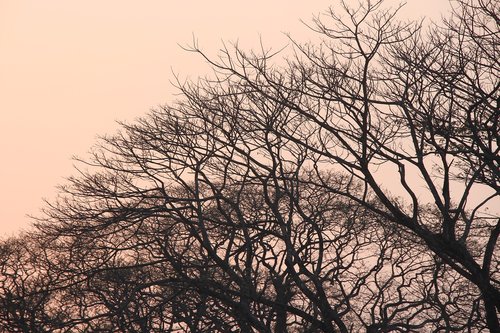 tree  branch  nature