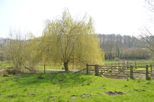 tree  nature  landscape