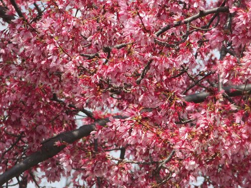 tree  branch  cherry