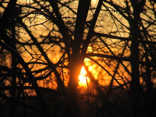 tree  wood  nature