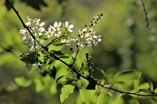 tree  nature  flora