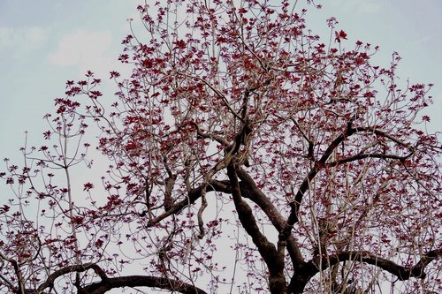 tree  branch  cherry