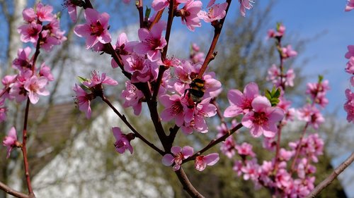 tree  nature  branch