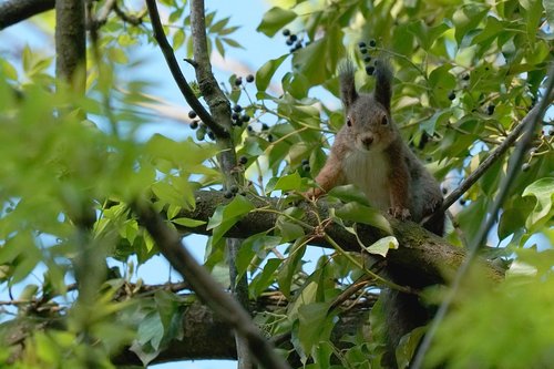 tree  nature  animal world