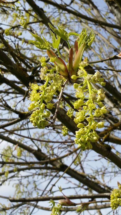 tree  nature  branch