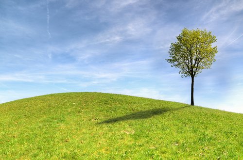 tree  panoramic  grass