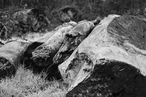 tree  trunk  log