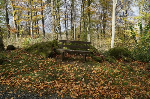 tree  wood  nature