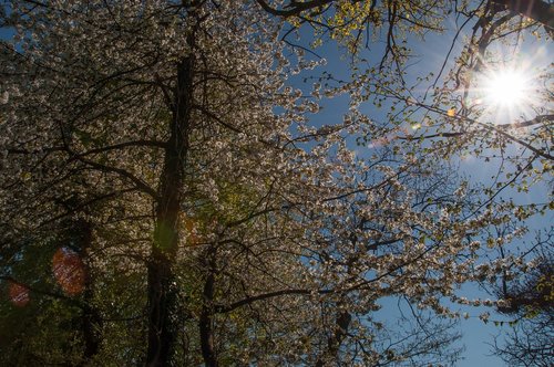 tree  nature  flowers