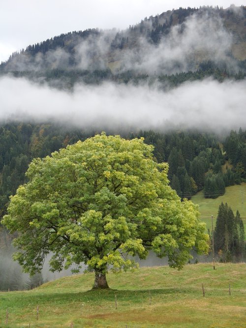 tree  nature  landscape