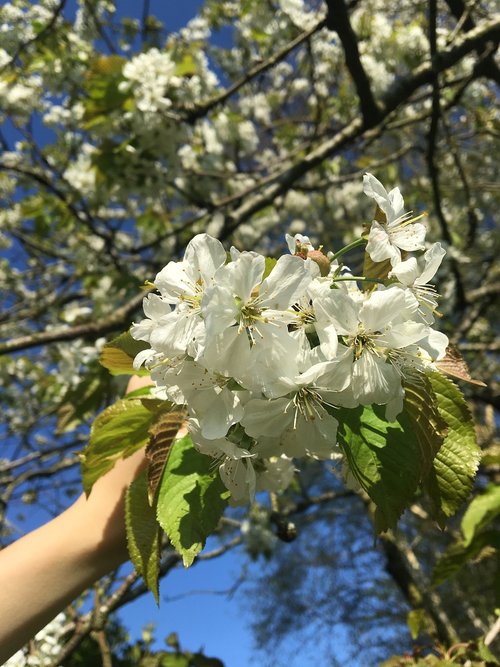 tree  nature  flora