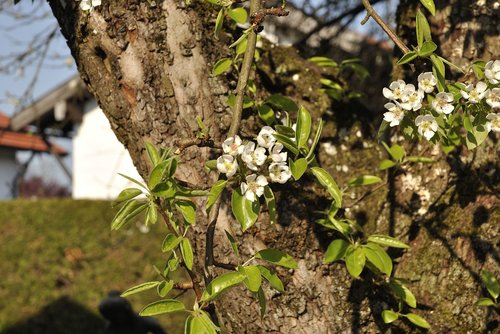 tree  nature  plant