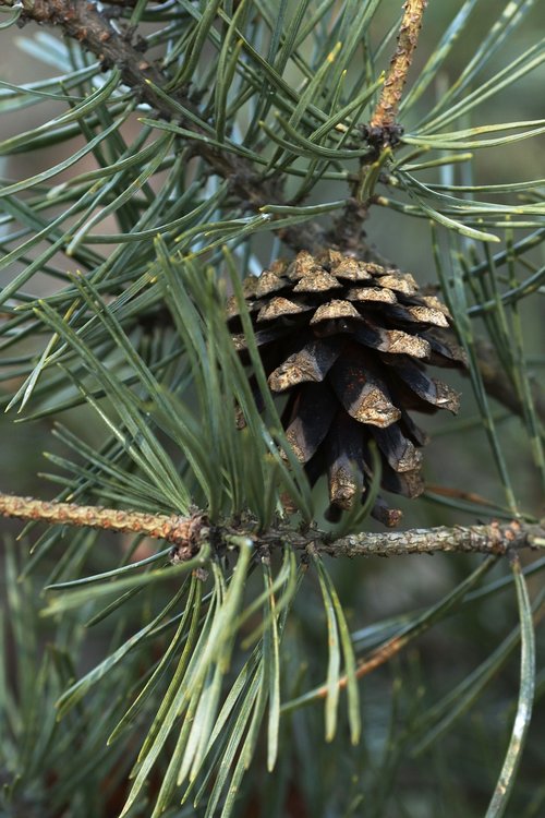 tree  needle  nature