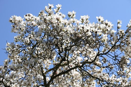 tree  magnolia tree  beautiful