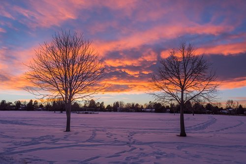 tree  nature  dawn