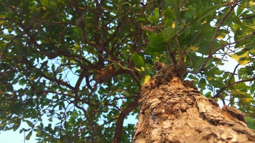 tree  nature  leaf