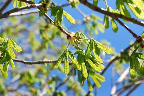 tree  leaf  flora