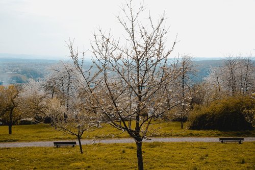 tree  nature  landscape