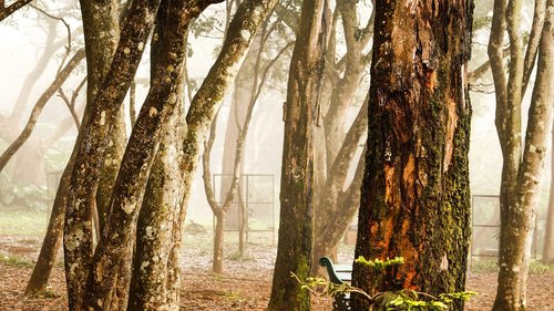 tree  nature  wood