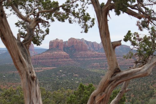 tree  nature  landscape