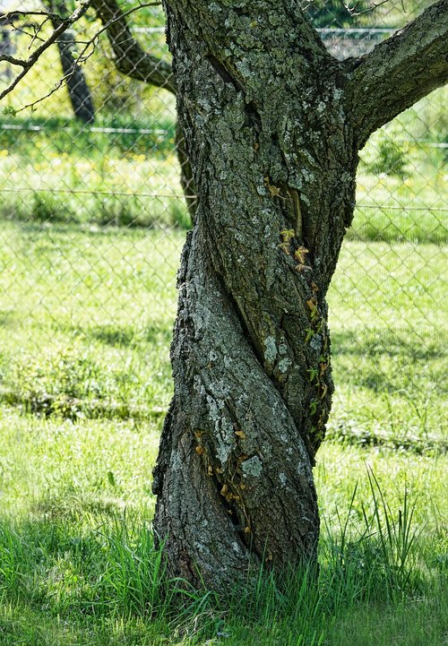 tree  nature  apricot tree