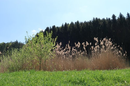 tree  nature  landscape