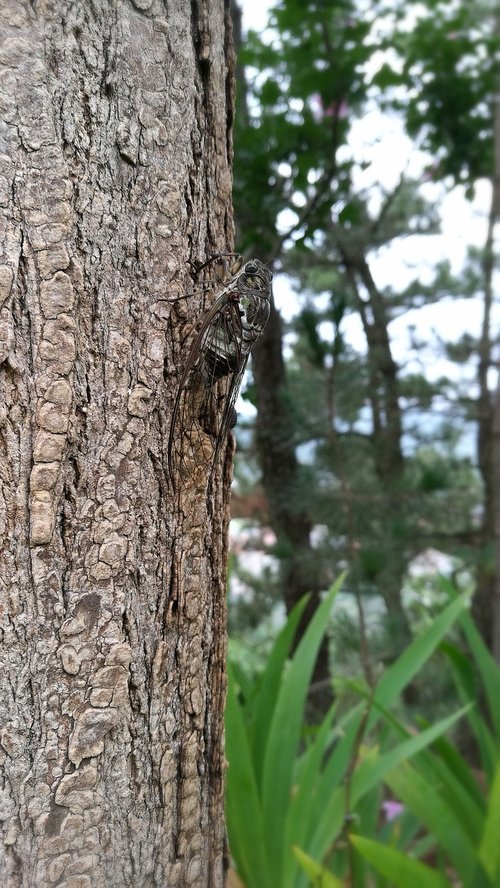 tree  wood  nature