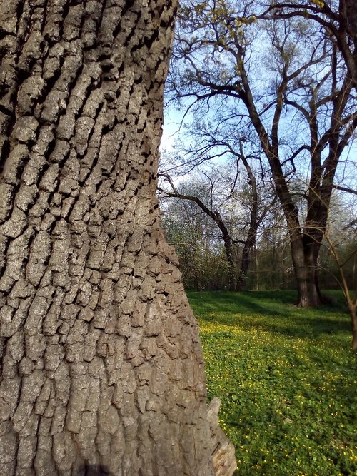 tree  nature  wood