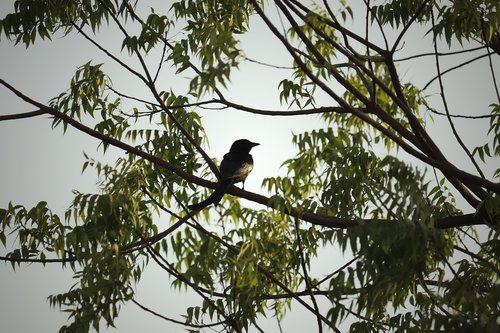 tree  bird  nature