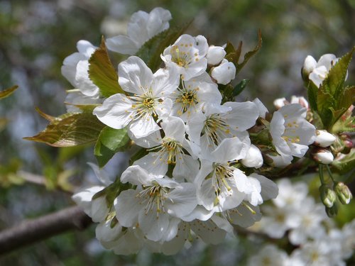 tree  flower  cherry wood