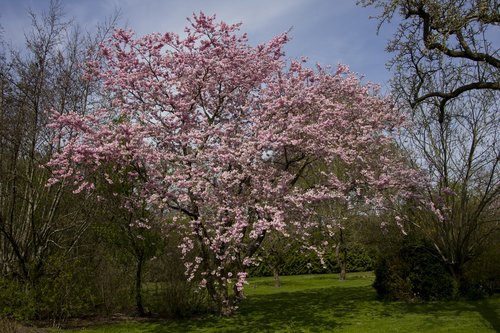 tree  cherry wood  branch