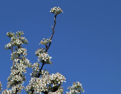 tree  flower  flora