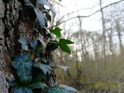 tree  nature  wood