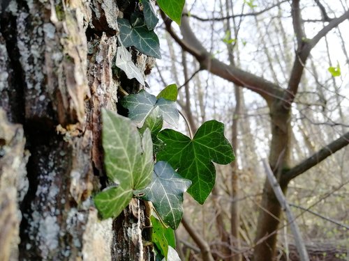 tree  leaf  nature