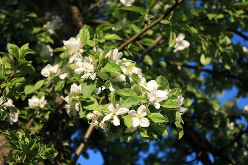 tree  branch  nature