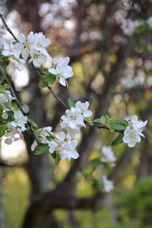 tree  flower  branch