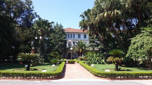 tree  garden  lawn