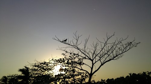 tree  nature  sky