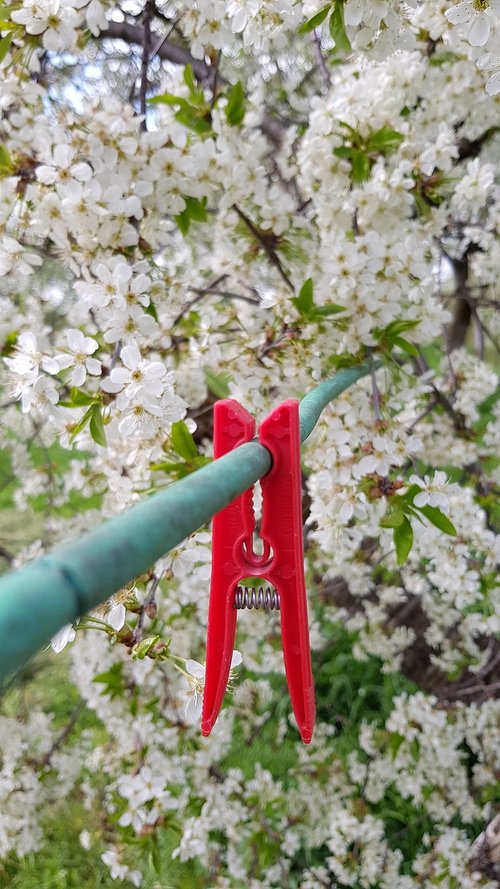 tree  flower  flora