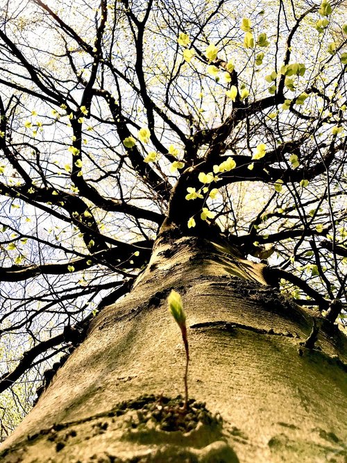 tree  nature  wood