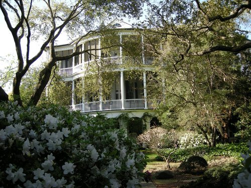 tree  house  architecture