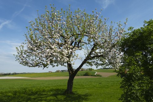 tree  apple tree  nature