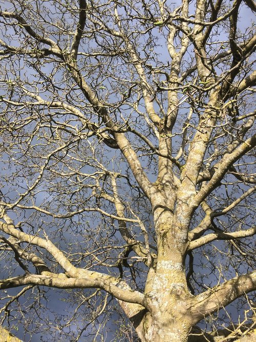 tree  wood  branch