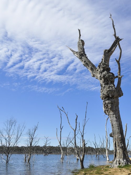 tree  nature  landscape