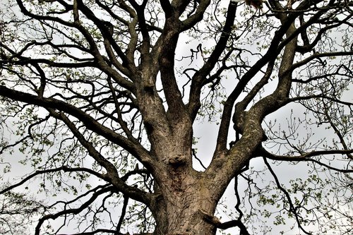 tree  branch  landscape