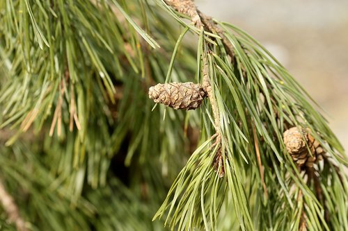 tree  needle  pine
