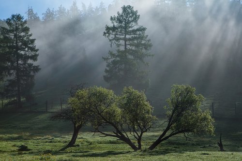 tree  nature  wood