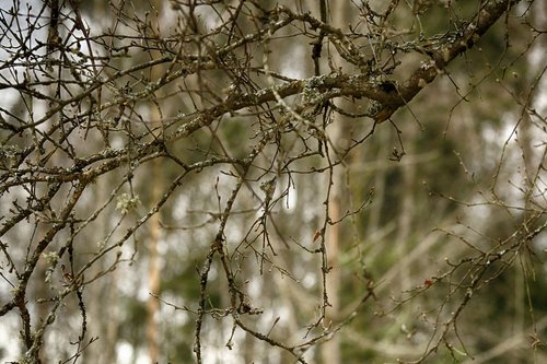 tree  nature  branch