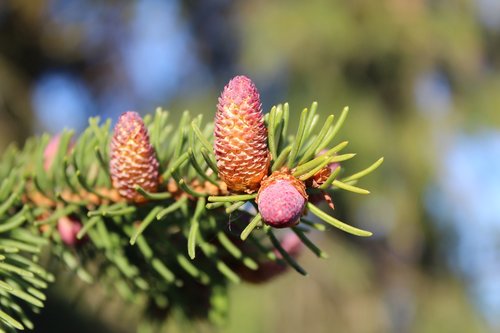 tree  nature  pine