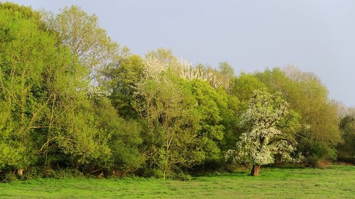 tree  nature  landscape